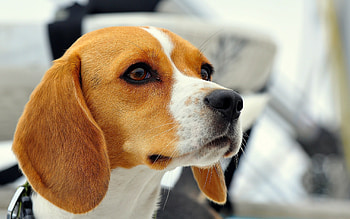 Beagle, , Background , Stunning visuals HD wallpaper