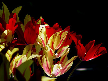 the-blooming-birds, colors, nature, flowers, 3d HD wallpaper