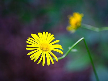Yellow Flower, beautiful, , yellow, flower HD wallpaper