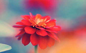 Macro, Bud, Stem, Stalk, Red Flower HD wallpaper