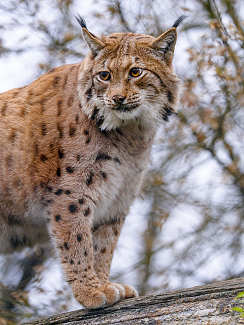 Animals, Iris, Brown, Big Cat, Wildlife, Animal HD phone wallpaper