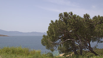 Crimea, Pine Trees HD wallpaper
