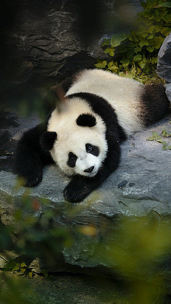 Panda , Top background, Mobile HD phone wallpaper