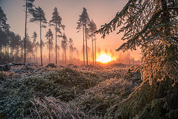 Ultra — Sunrise Over Frost-Kissed Pines, nature, sunrise HD wallpaper