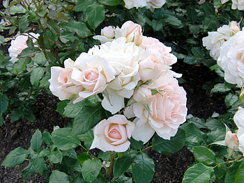Flowers, Roses, Bush, Greens, Garden HD wallpaper