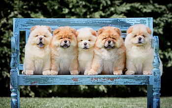 Siblings, Chow Chow HD wallpaper
