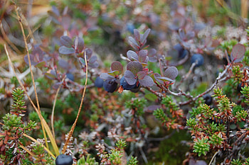 Nature, Bilberries, Berries, Branches HD wallpaper