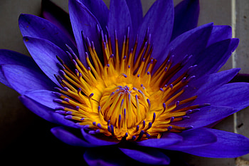 Flowers, Petals, Bud, Star-Shaped Water Lily, Star Water Lily HD wallpaper