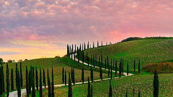 Cypress Tree, Tuscan cypress trees, Val Dorcia region, Sunrise HD wallpaper