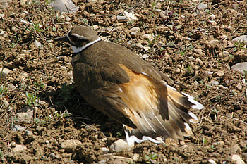 Killdeer Protecting Nest, Valley, Teton Valley, Killdeer, Eggs, Idaho, Nest, Birds HD wallpaper