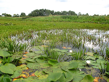 Plants, Landscape HD wallpaper