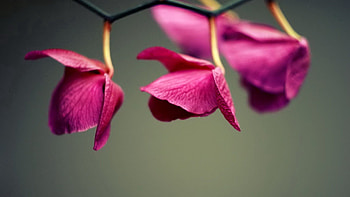 Background, Leaves, Plant, Macro, Petals HD wallpaper
