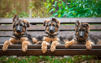Puppies, dog, animal, bench, cute, german shepherd, puppy, green, trio, caine HD wallpaper
