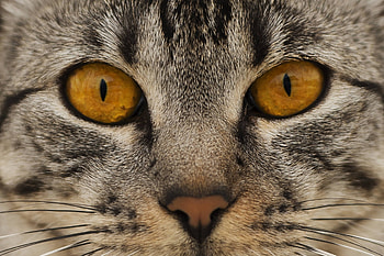 Cat, Animals, Muzzle, Eyes, Nose HD wallpaper