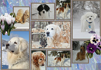 For all you dog lovers.A mixs of dogs in the snow .., mix of dogs, large dogs, snow drops, winter frame, puppies HD wallpaper