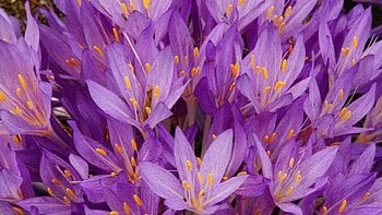 Purple flowers, carpet, purple, pink, skin, flower, orange HD wallpaper