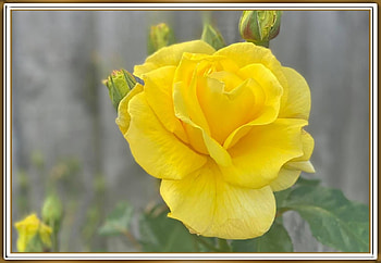BEAUTIFUL YELLOW ROSE, FLOWER, PRETTY, NATURE HD wallpaper