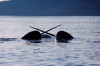 Narwhal, Tusked whales of the Arctic, See with sound HD wallpaper