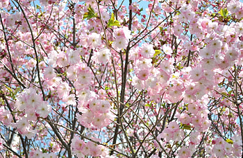 Spring, Flowers, Sky, Sakura, Branches, Bloom, Flowering, Greens HD wallpaper