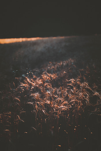 Cones, Wheat, Dark, Field, Shadow, Spikelets HD phone wallpaper