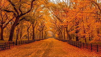 High resolution autumn , fall beauty, Vibrant scenes, Nature's wonders HD wallpaper