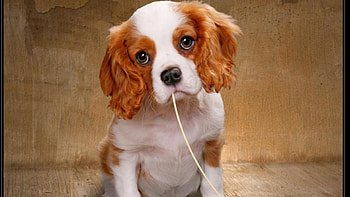 Puppy Dog Eyes, animals, pets, dogs, puppies, cute animals HD wallpaper