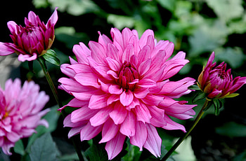 Flowers, Close-Up, Flower Bed, Flowerbed, Dahlias, Garden, Buds HD wallpaper