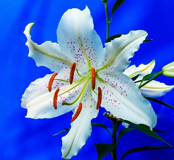 Lily!, white, nature, flower, lily HD wallpaper