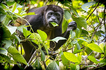 Eating, Howler Monkey HD wallpaper