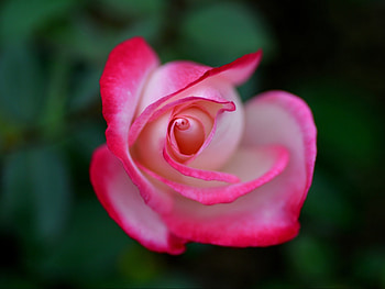 For You, rose, pink, one, love HD wallpaper