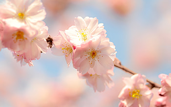 Plants, Flowers HD wallpaper