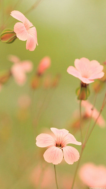 flowers summer 6 - 6 Plus backgrounds HD phone wallpaper