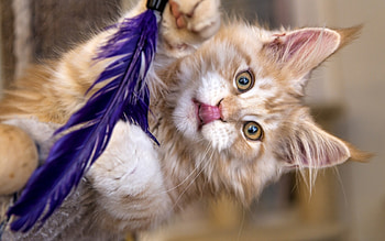 It was good!, kitten, animal, cute, cat, purple, feather, funny, tongue, paw HD wallpaper