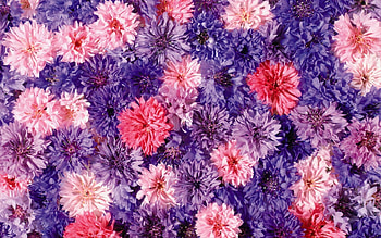 Pink and purple chrysanthemums, Flower , Colorful beauty, Vibrant blooms HD wallpaper
