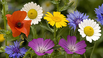 Plants, Flowers HD wallpaper