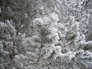 fallen snow, winter, white, graphy, snow, cold, trees, nature HD wallpaper