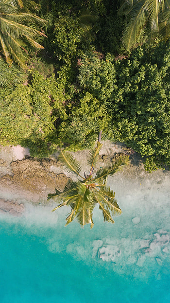 Nature, Beach, Palms, View From Above, Vegetation, Tropics HD phone wallpaper