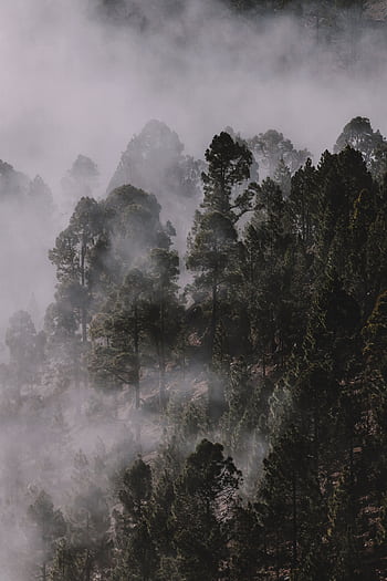 Ethereal mist enveloping towering pine trees in a serene forest landscape. HD phone wallpaper