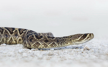 Animals, Striped, Color, Snake HD wallpaper