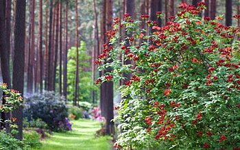 Rhododendrons in Forest, Latvia, nature, rhododendrons, forest HD wallpaper