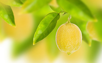 Lemon , quality, Zesty goodness, Natural beauty HD wallpaper