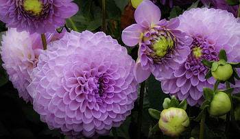 Dahlia, , Flower, Purple Flower, Flowers HD wallpaper