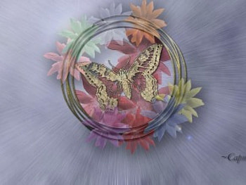 Butterfly and flowers, circles, flowers, butterfly, art HD wallpaper