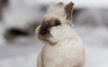Animals, Fluffy, Ears, Rabbit, Decorative HD wallpaper
