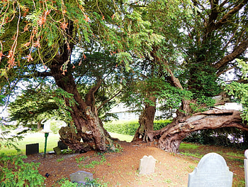 Wales ancient yew trees, Nikki Logan HD wallpaper