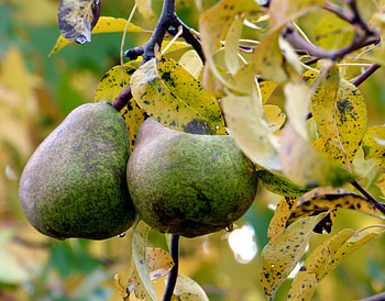 Food, Autumn, Pears, Couple, Pair, Branches, Drop HD wallpaper
