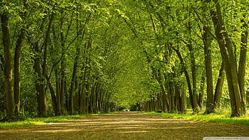 Road to Heaven, leaves, green, trees, forests, nature HD wallpaper
