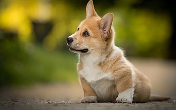 Corgi bokeh, Cute dog, High quality HD wallpaper