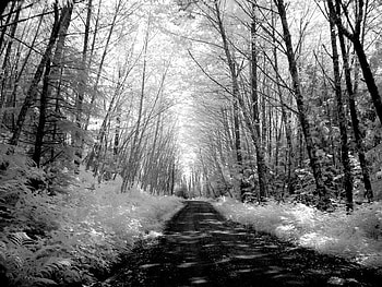 Snowy Forest Road, trees, road, sky, snow HD wallpaper