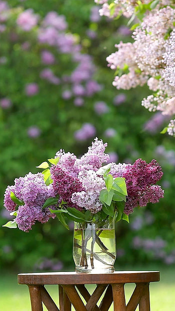 Lilac, Beautiful, Flower HD phone wallpaper